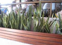 Kwikfynd Indoor Planting
bundalong