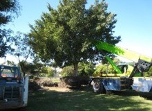 Kwikfynd Tree Management Services
bundalong