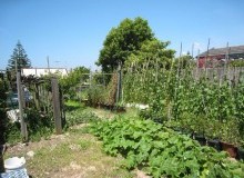 Kwikfynd Vegetable Gardens
bundalong